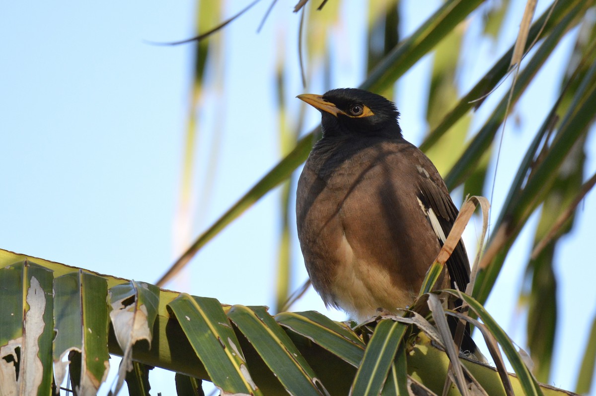 Common Myna - ML624431794