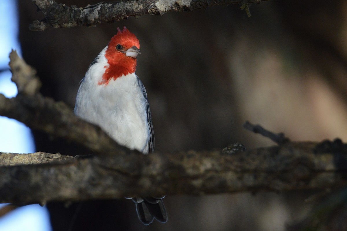 Red-crested Cardinal - ML624431796