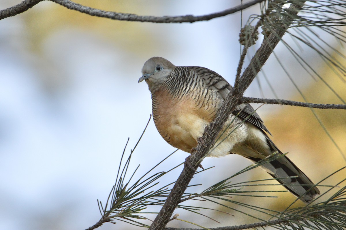 Zebra Dove - ML624431798