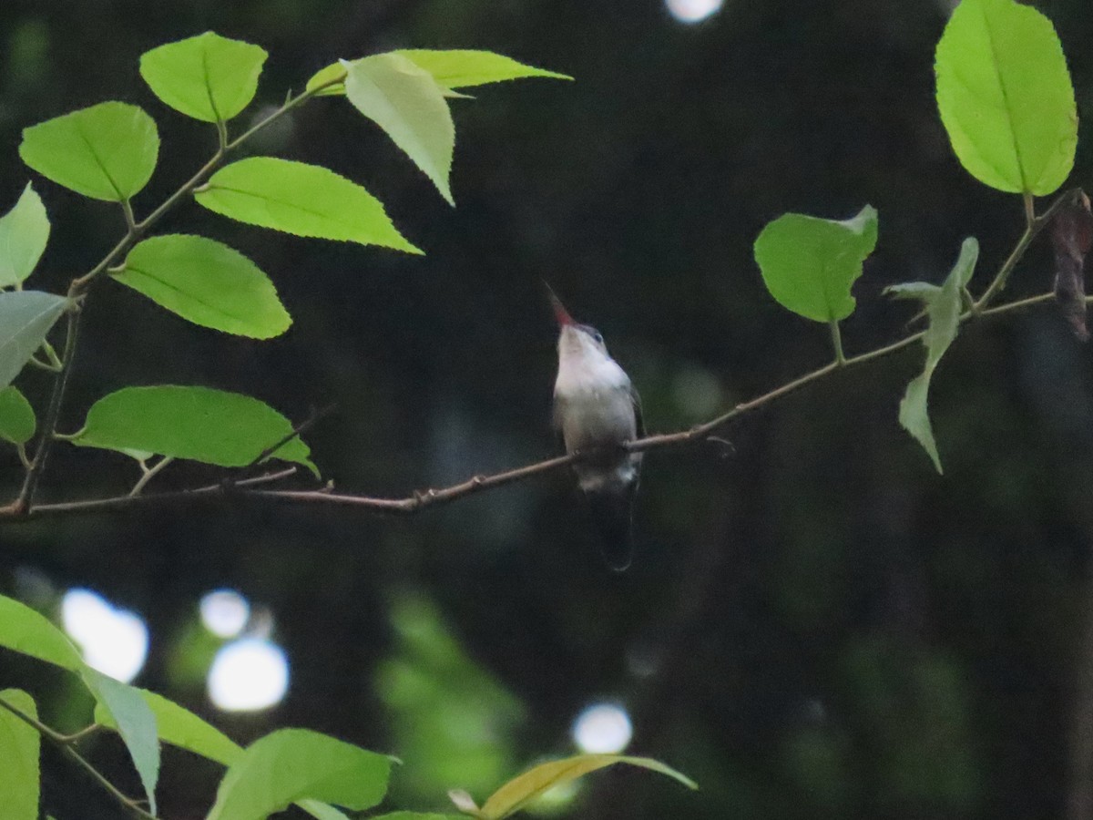 Versicolored Emerald - Hugo Foxonet