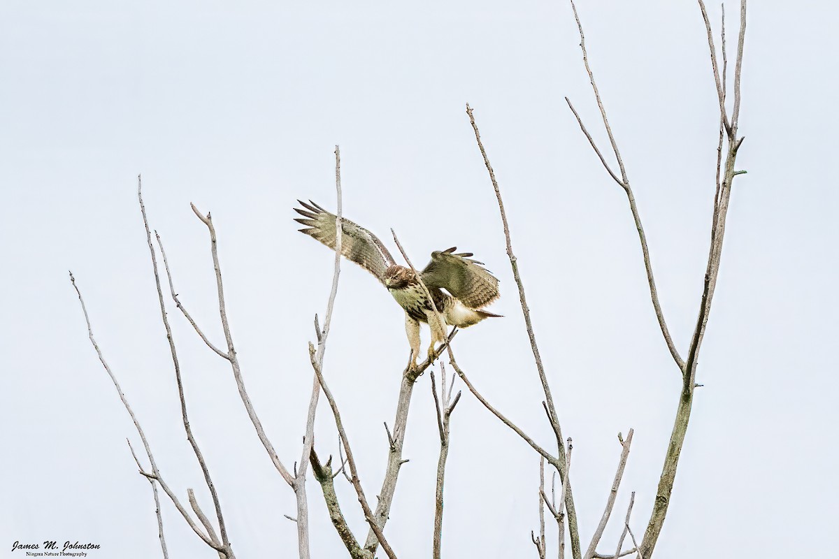 Red-tailed Hawk - ML624432041