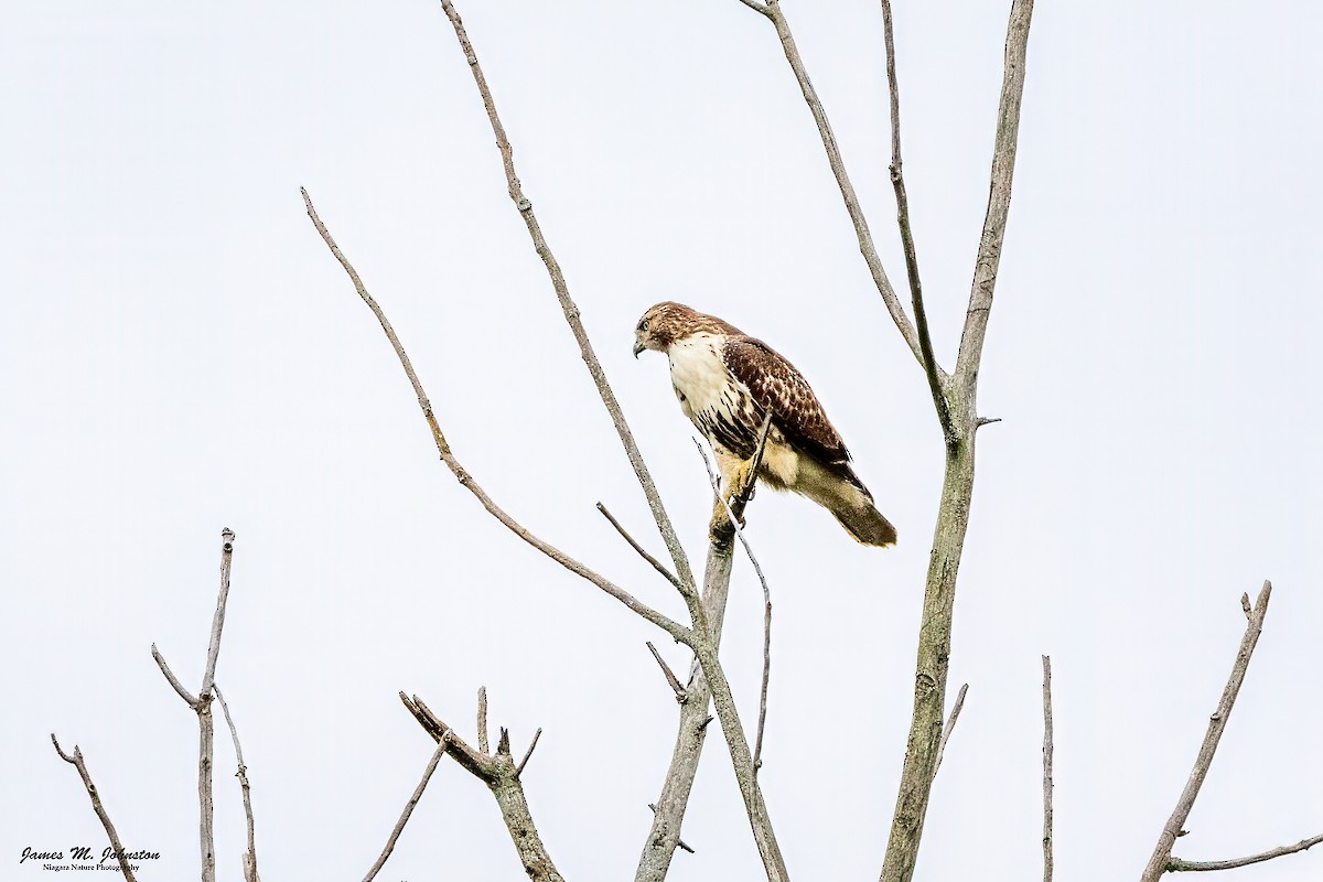 Red-tailed Hawk - ML624432042