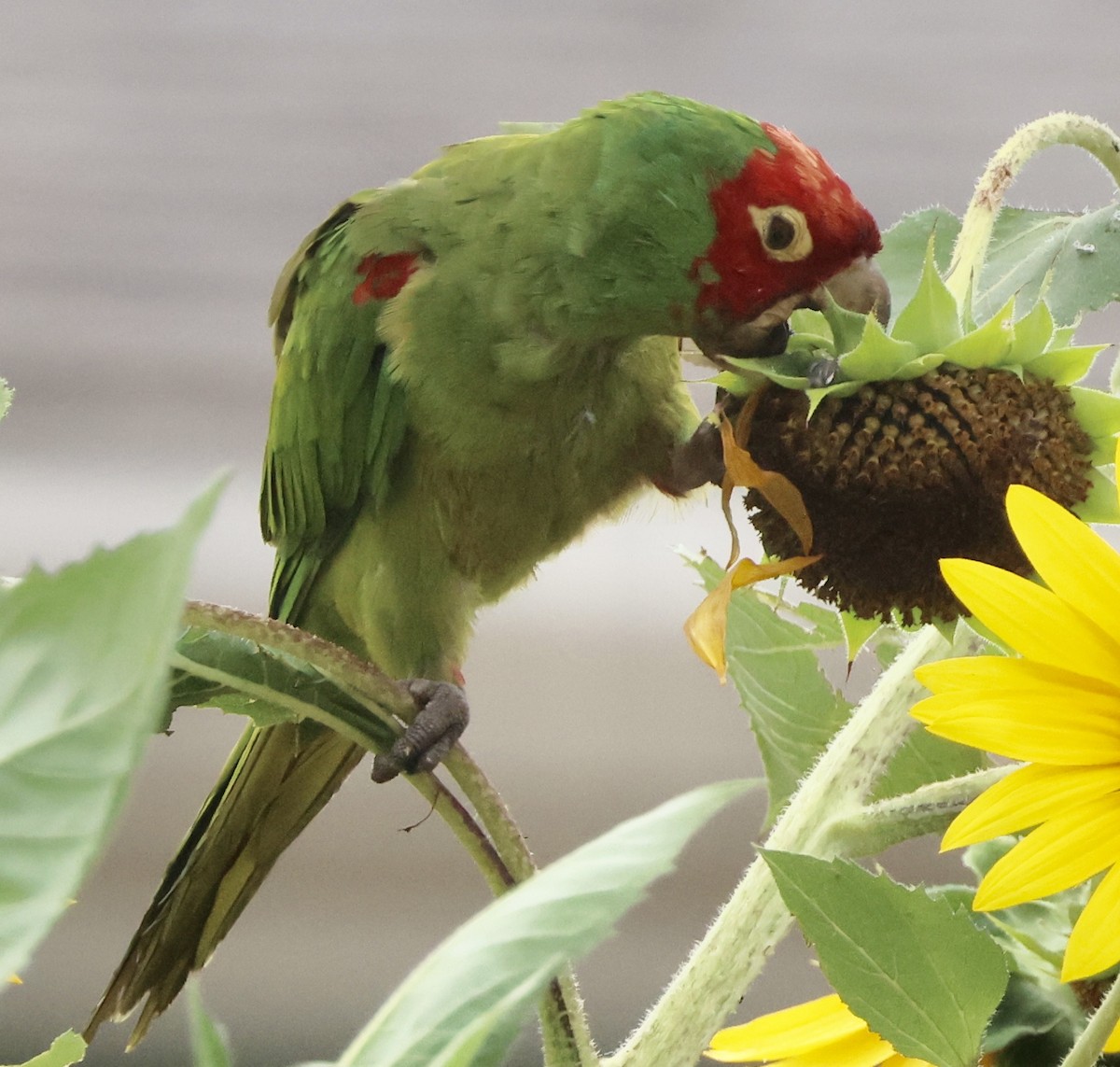 Red-masked Parakeet - ML624432063