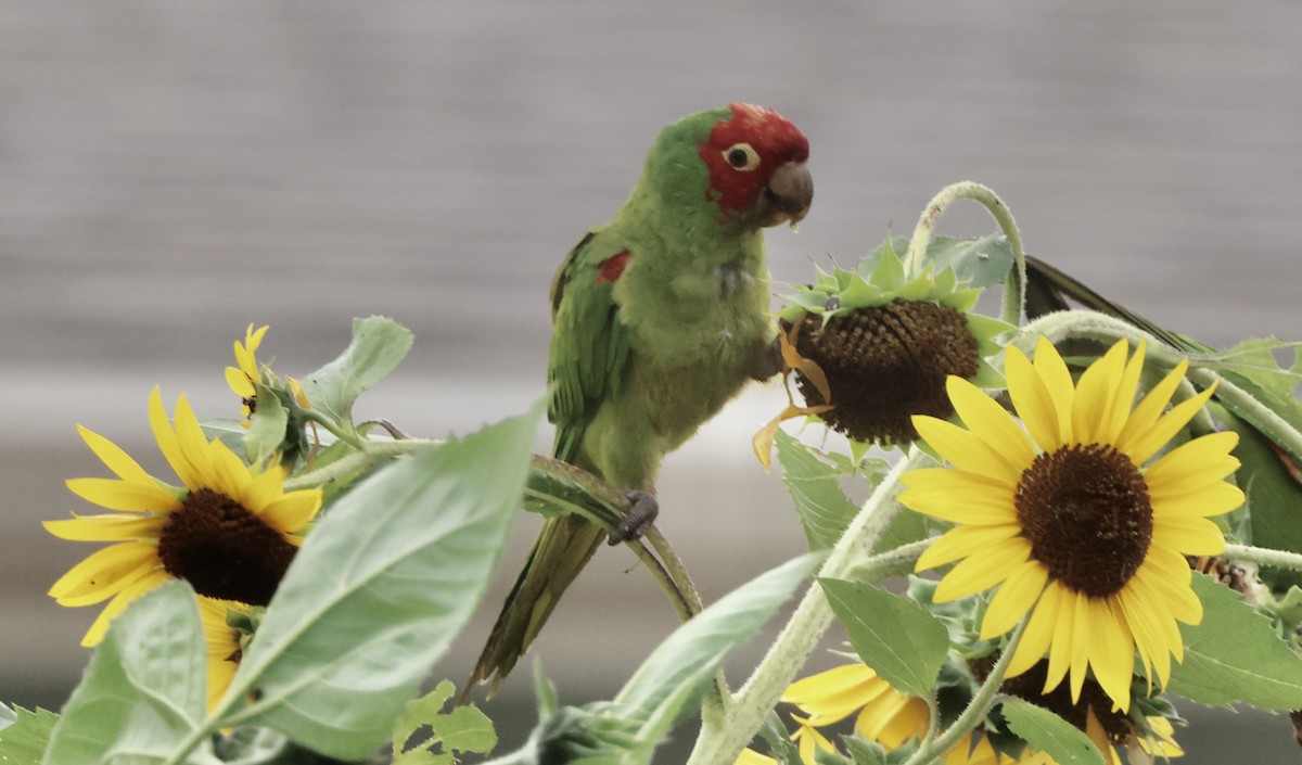 Red-masked Parakeet - Carolyn Thiele