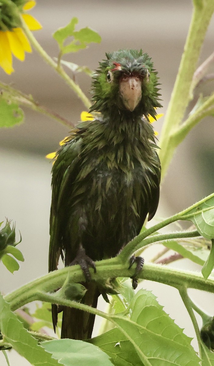 オナガアカボウシインコ - ML624432167