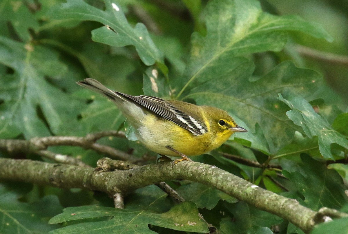 Pine Warbler - ML624432174