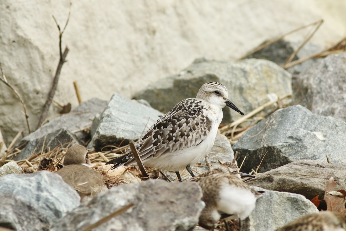 Sanderling - ML624432324