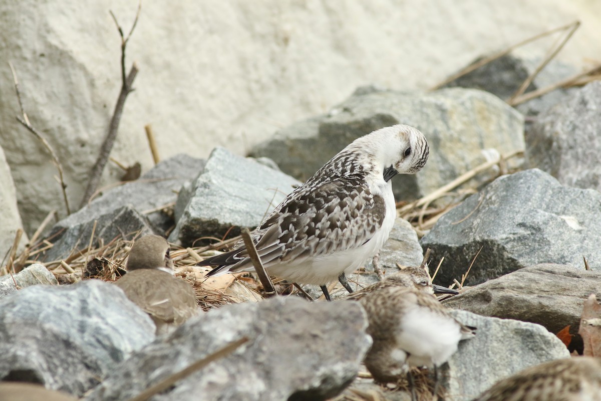 Sanderling - ML624432337