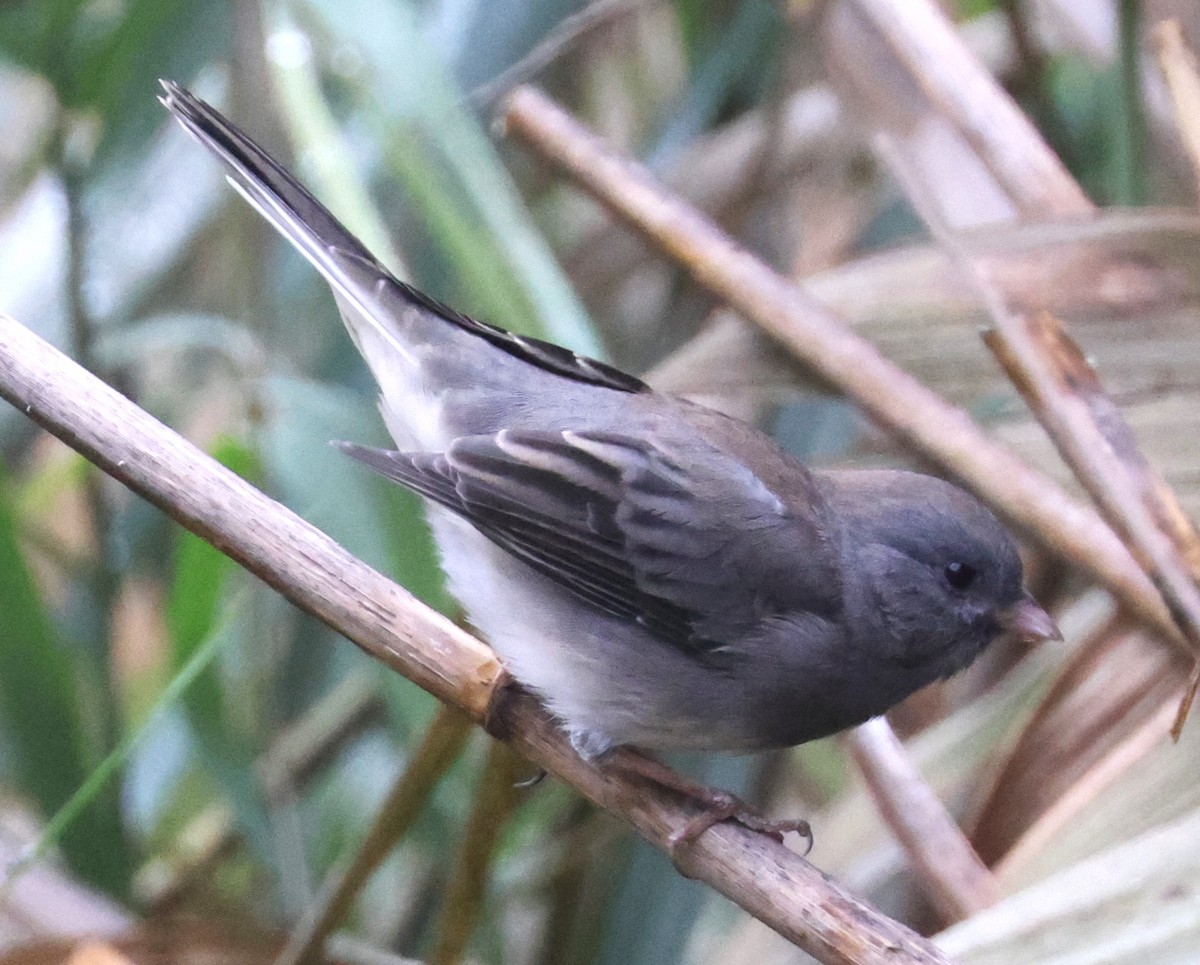 Dark-eyed Junco (Slate-colored) - ML624432382