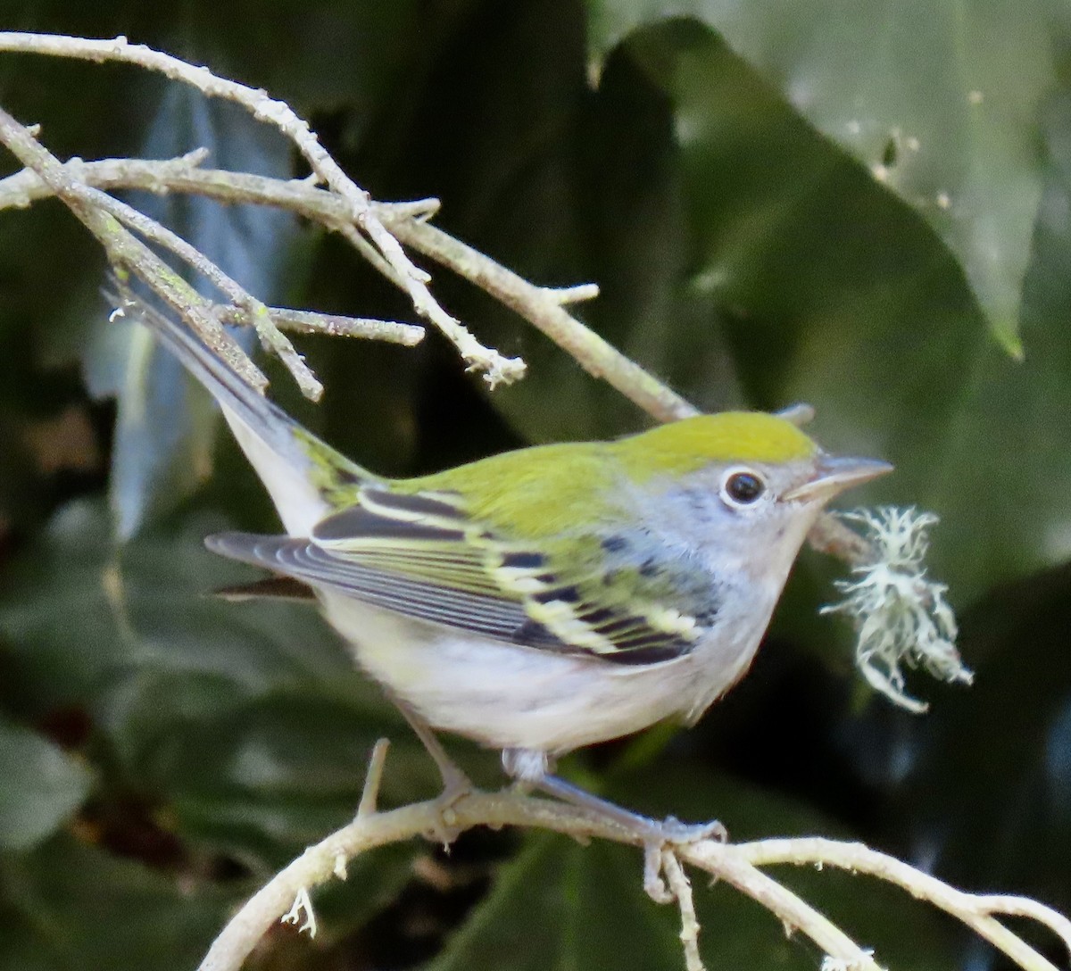 Chestnut-sided Warbler - ML624432397