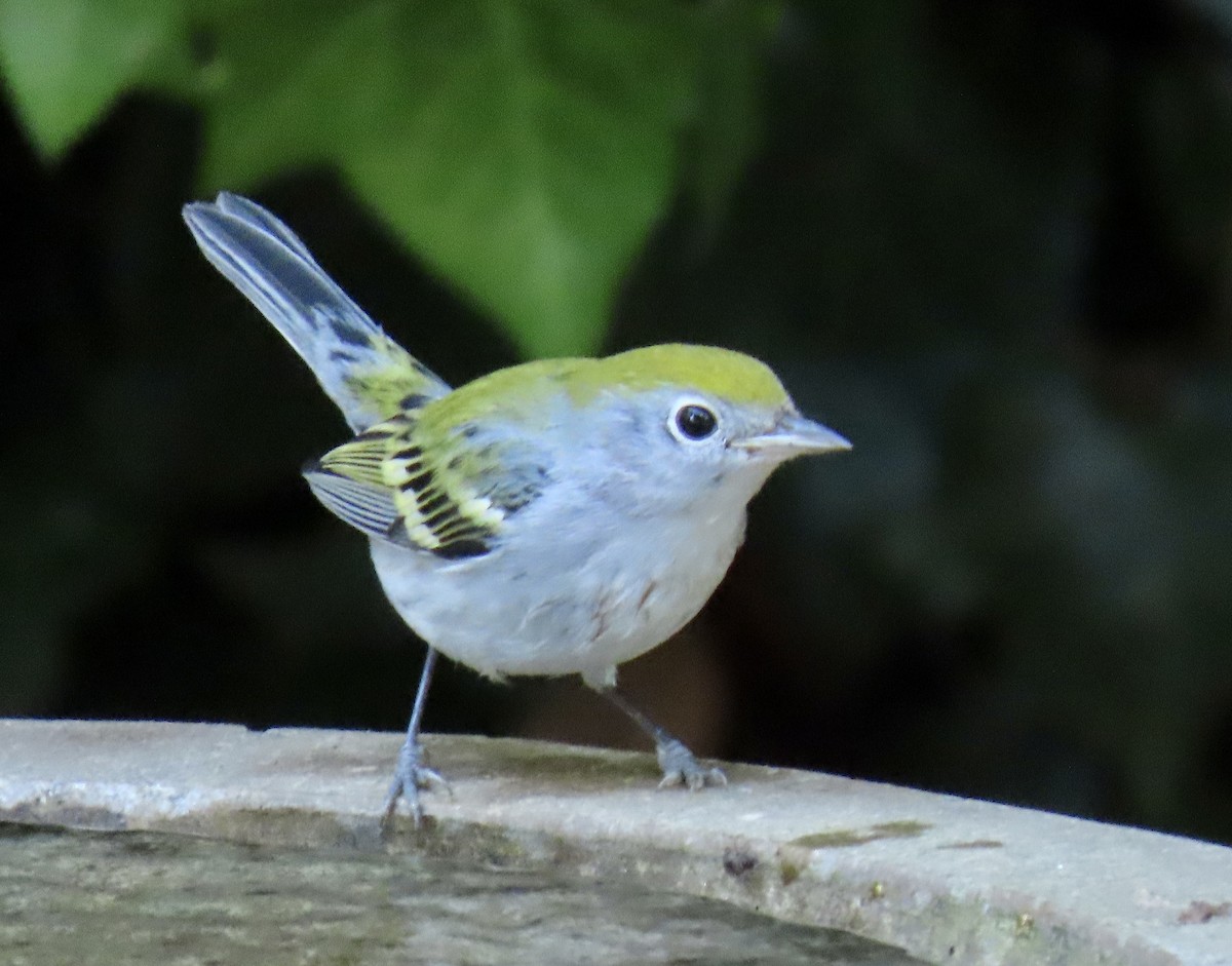 Chestnut-sided Warbler - ML624432398