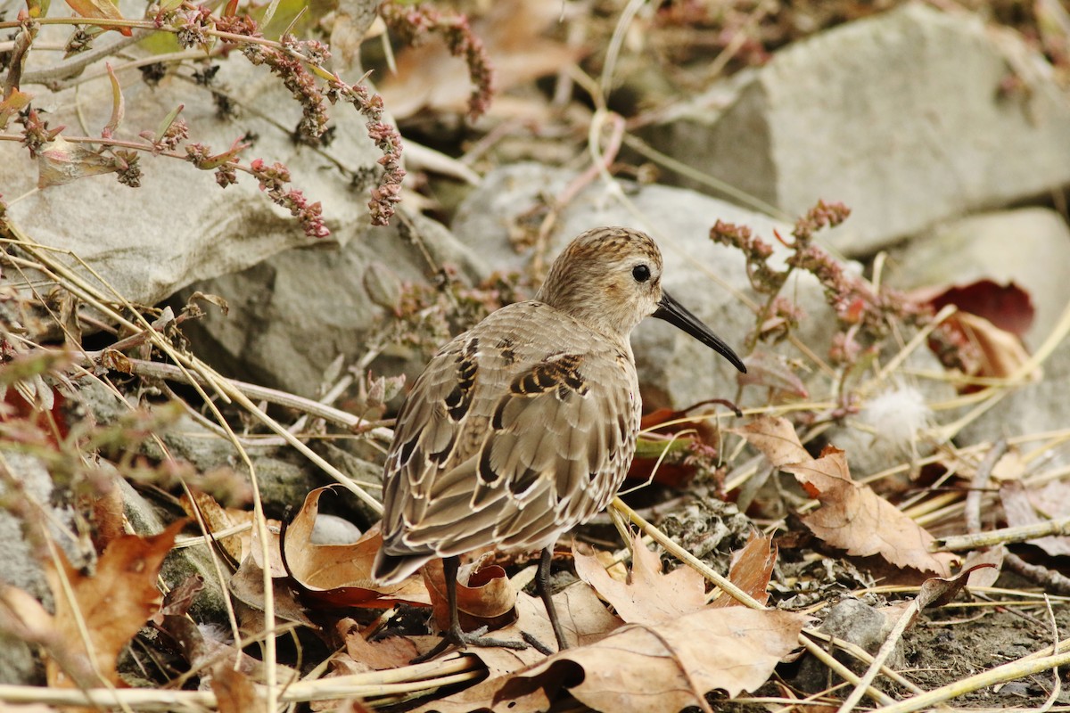 Dunlin - ML624432403