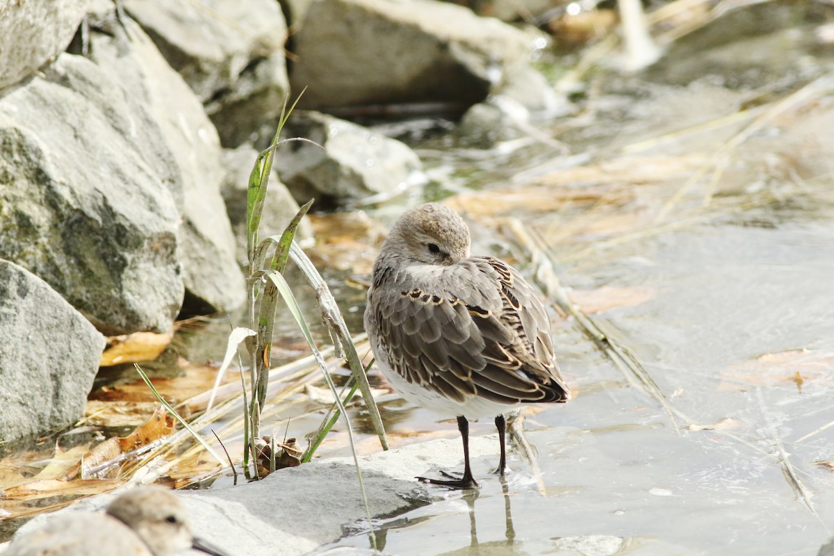 Dunlin - ML624432414