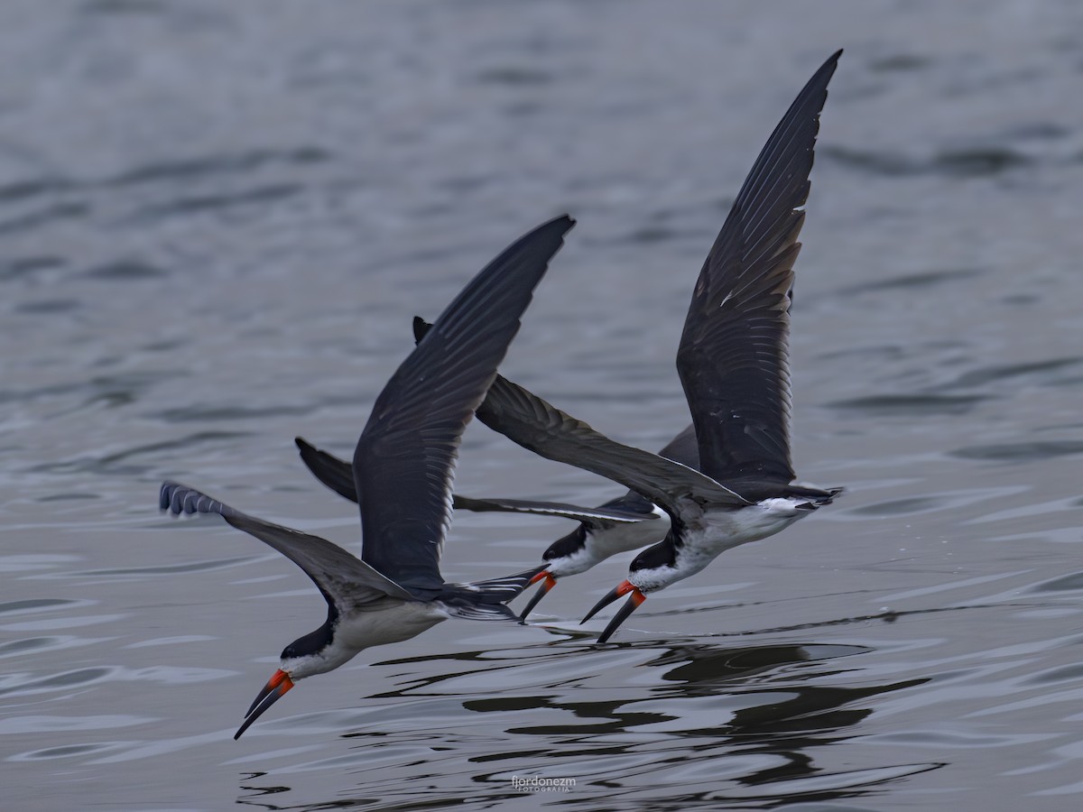 Black Skimmer - ML624432510
