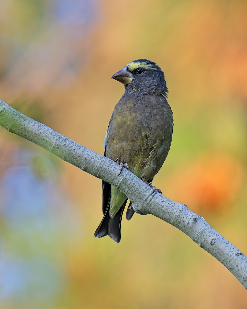 Evening Grosbeak - ML624432541