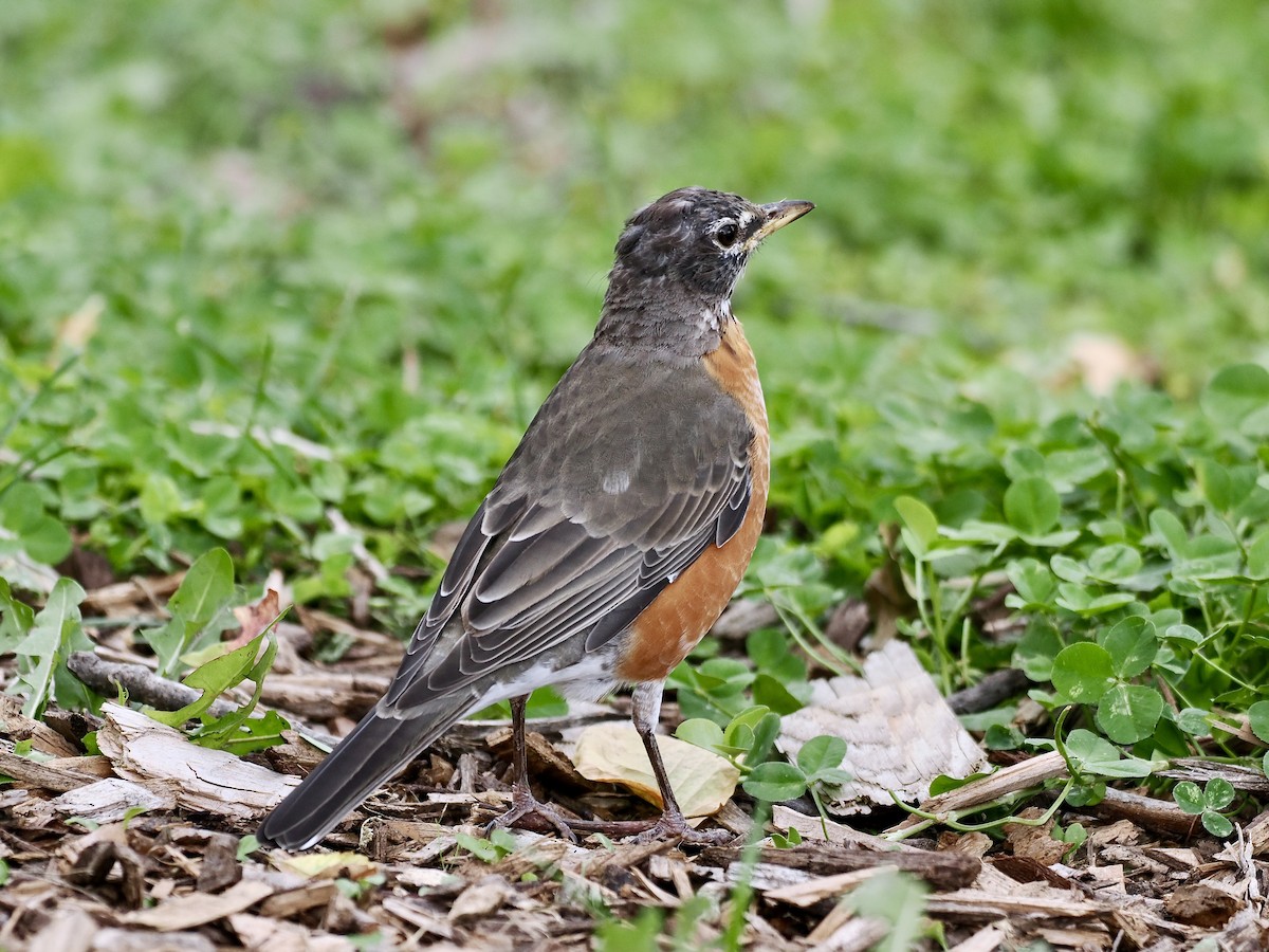 Zozo papargorria - ML624432684