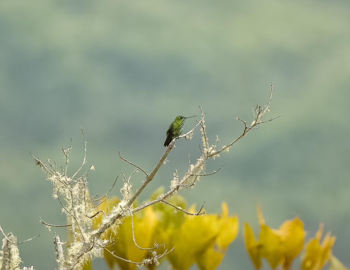 Black-thighed Puffleg - ML624432802