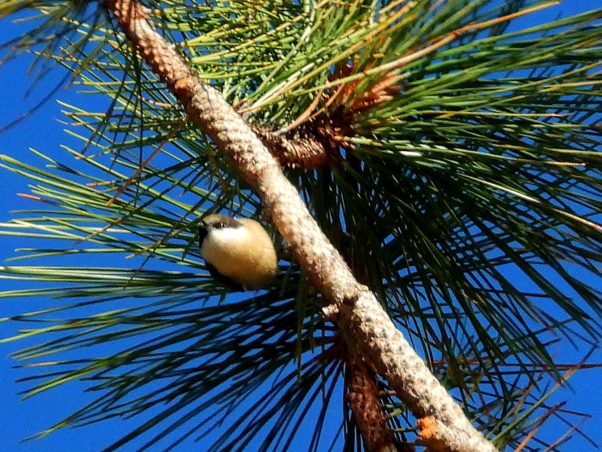 Pygmy Nuthatch - ML624432872