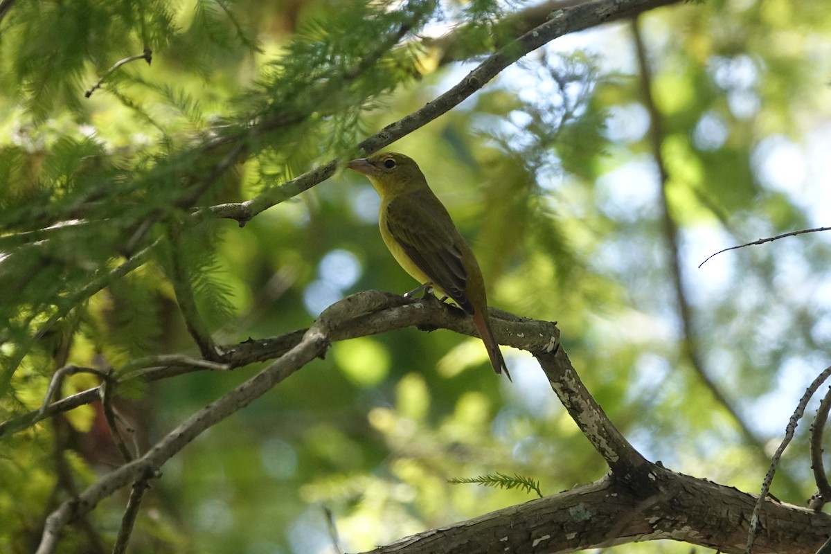 Summer Tanager - ML624432873