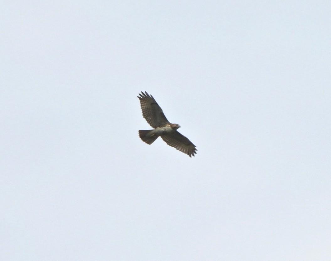 Red-tailed Hawk - ML624433100
