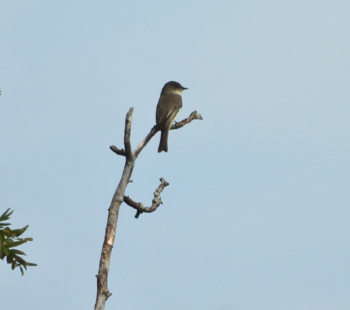 Eastern Phoebe - ML624433116