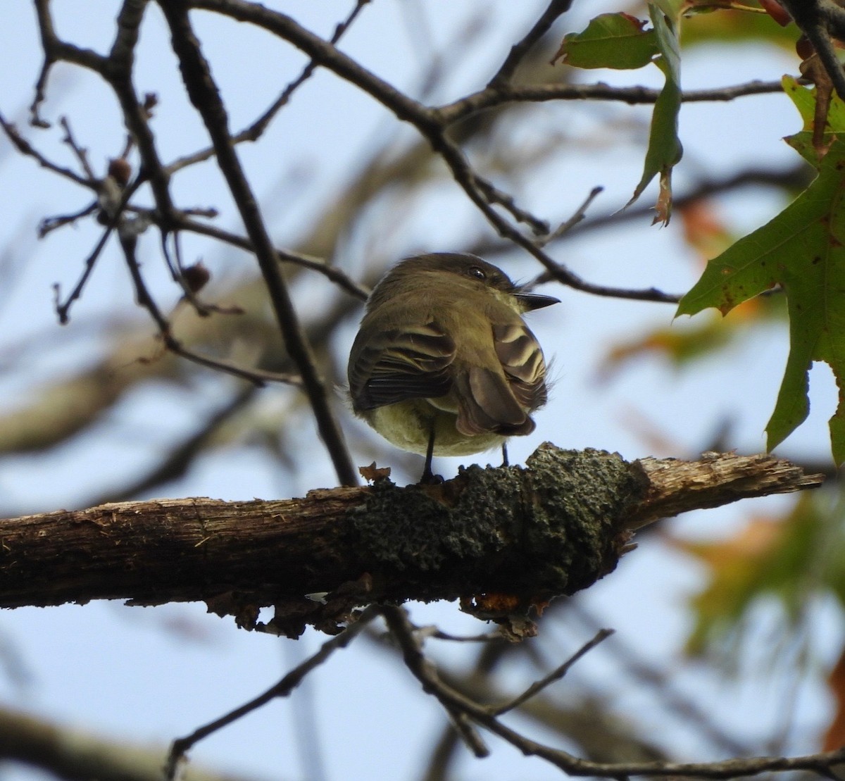 Eastern Phoebe - ML624433117