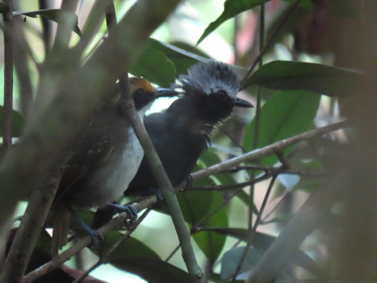 Hormiguero Cejiblanco - ML624433126