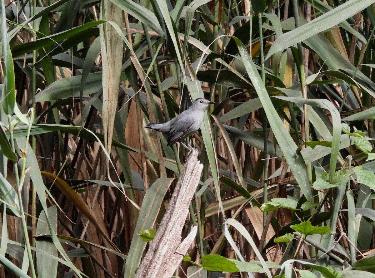 Gray Catbird - ML624433133