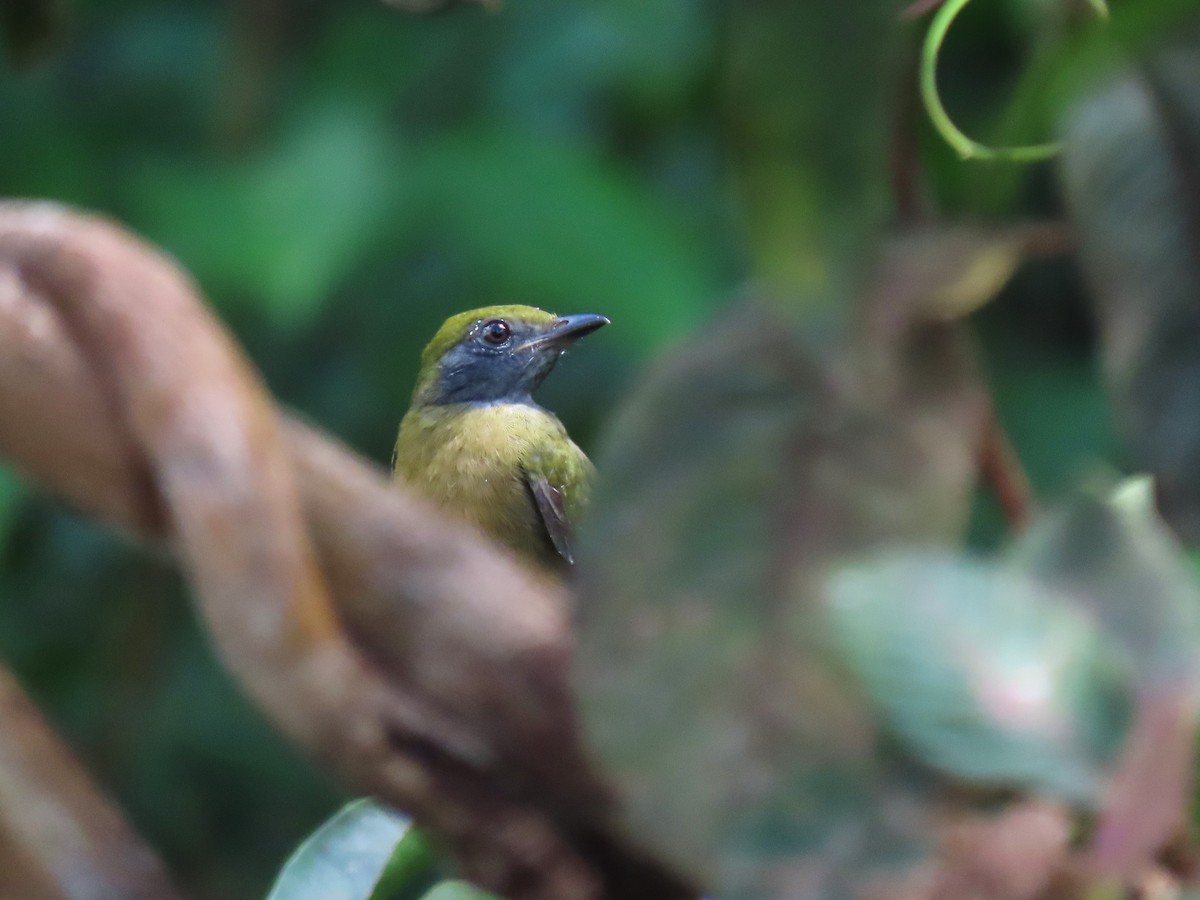 Yellow-crowned Manakin - ML624433159