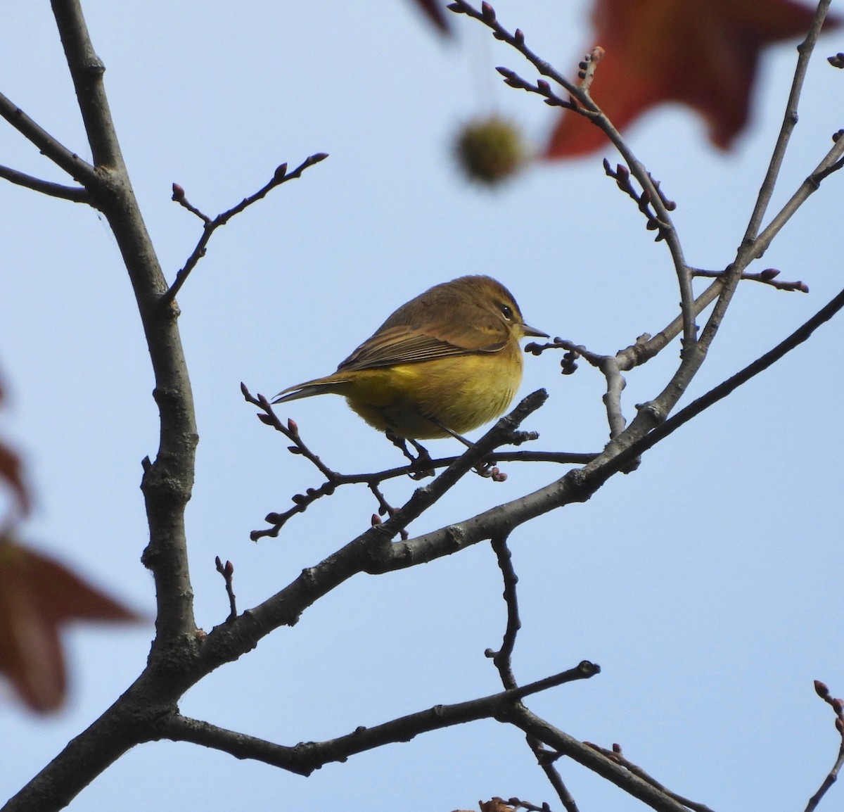 Palm Warbler - ML624433199