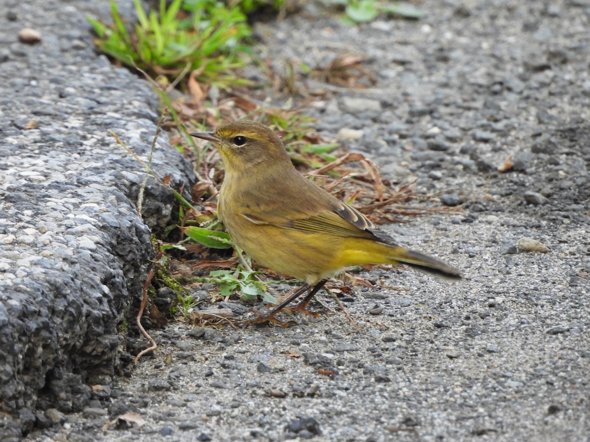 Palm Warbler - ML624433201