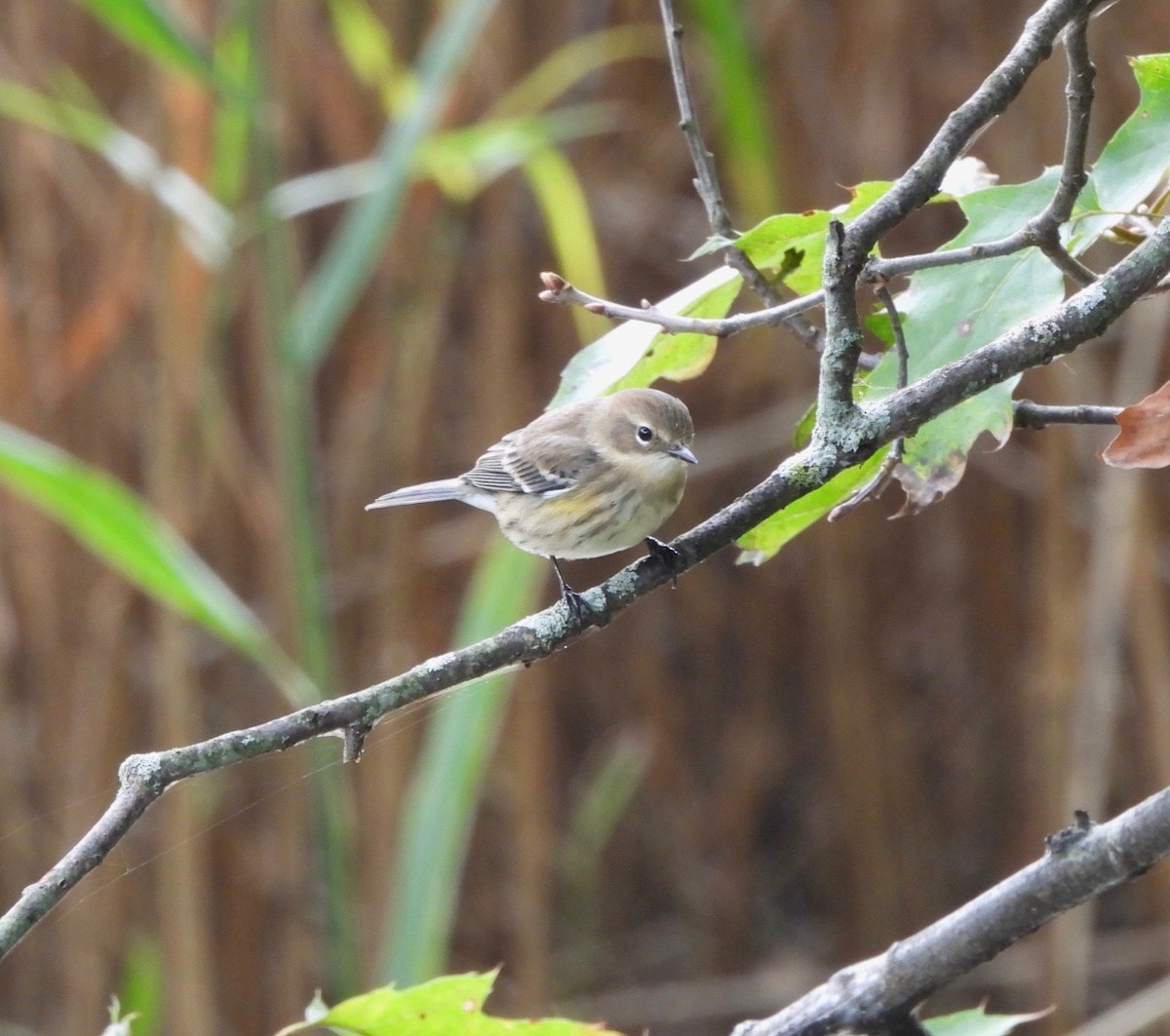 Yellow-rumped Warbler - ML624433229
