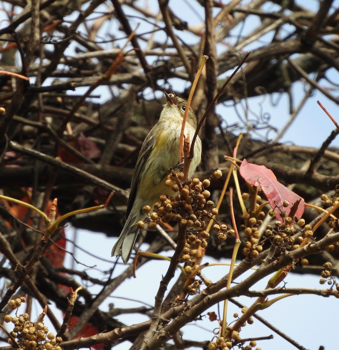 Yellow-rumped Warbler - ML624433230