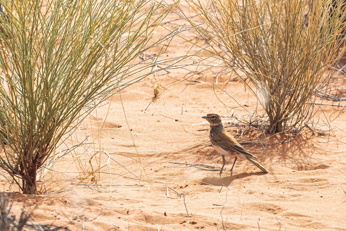 Red Lark - ML624433244