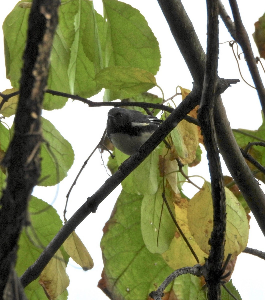 Black-throated Blue Warbler - ML624433263