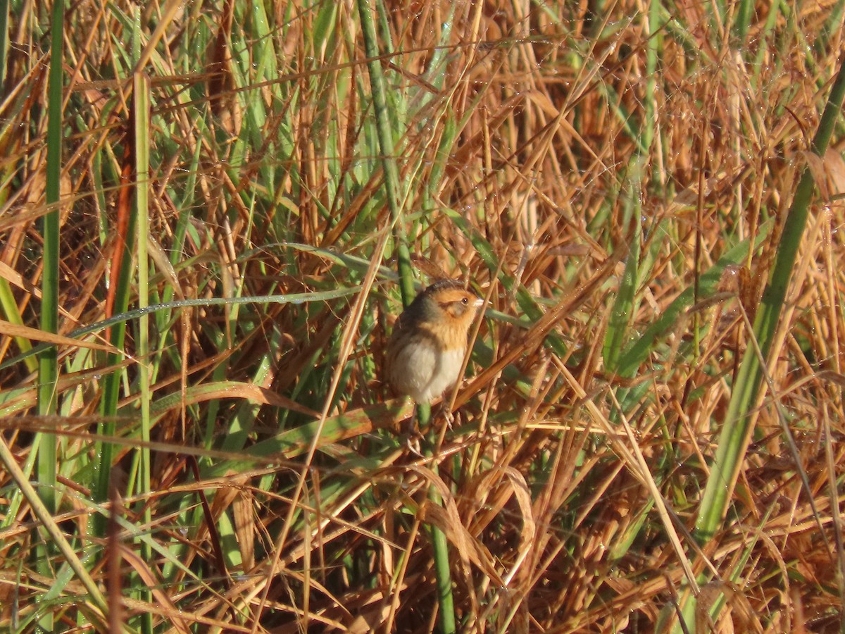 Nelson's Sparrow - ML624433289