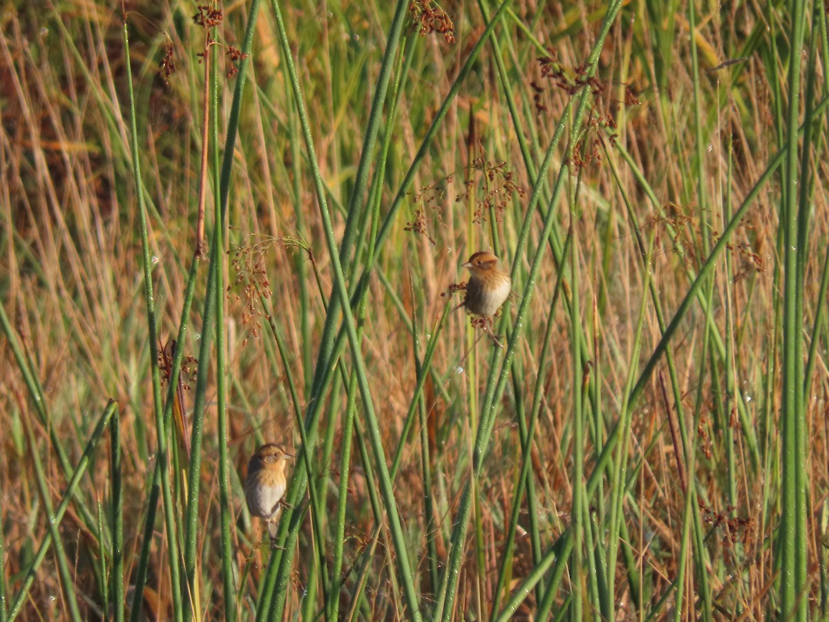 Nelson's Sparrow - ML624433290