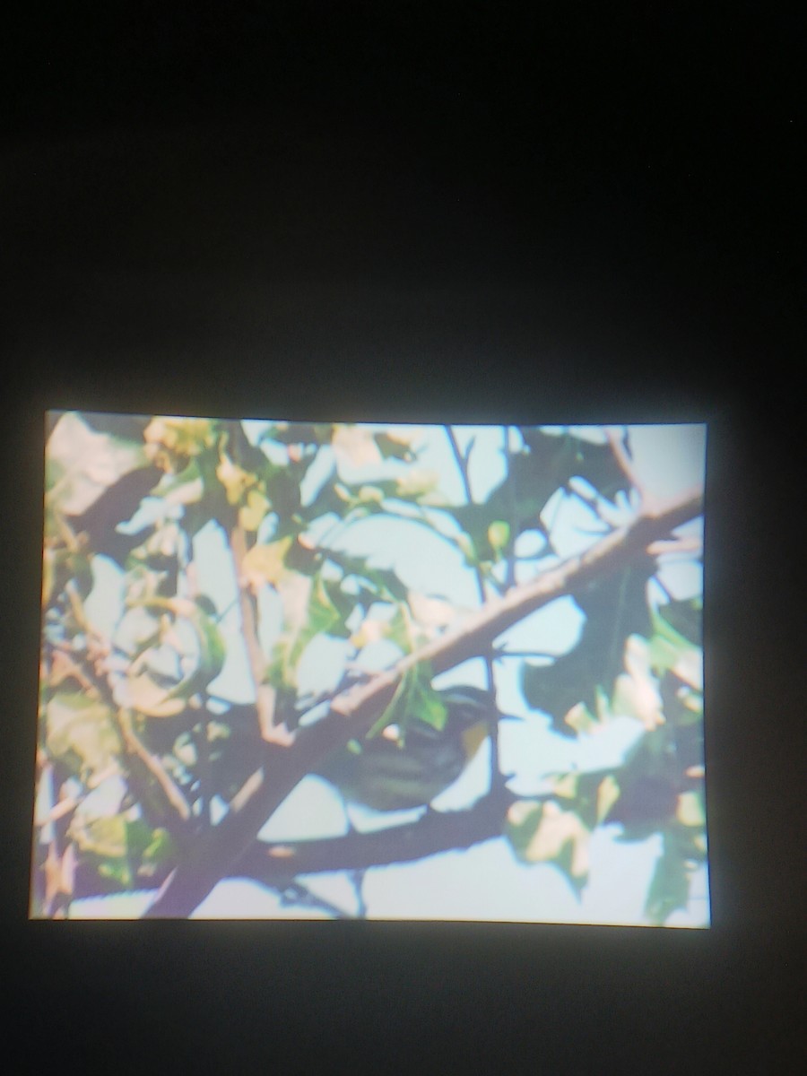 Yellow-throated Warbler - ML624433310