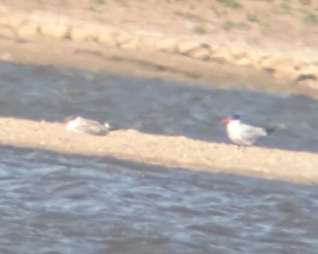 Caspian Tern - ML624433480