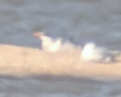 tern sp. - ML624433484