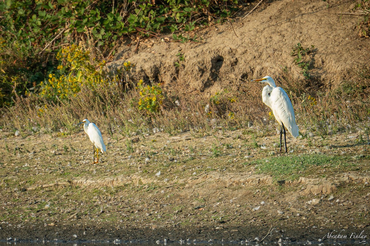 Snowy Egret - ML624433494
