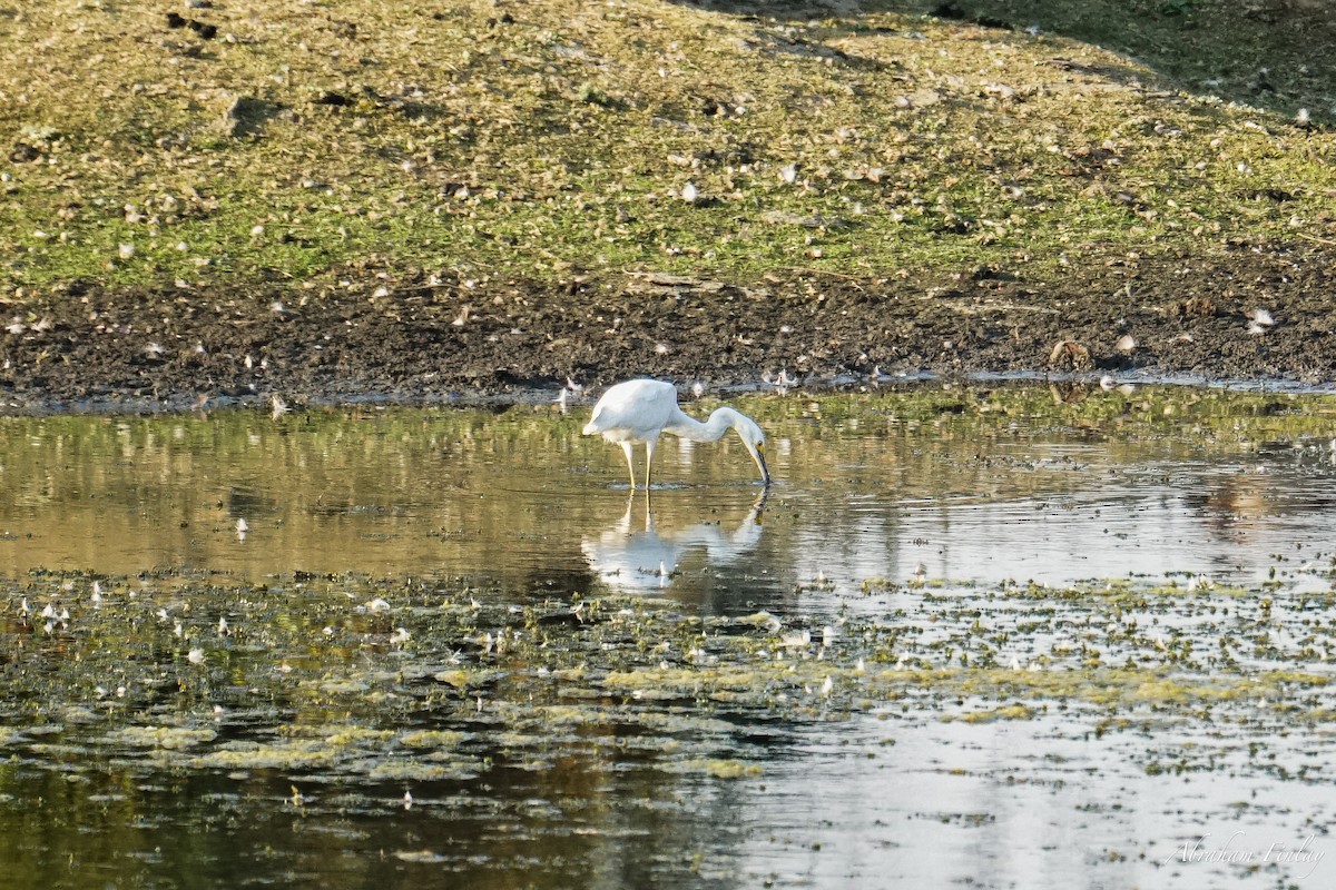 Snowy Egret - ML624433498