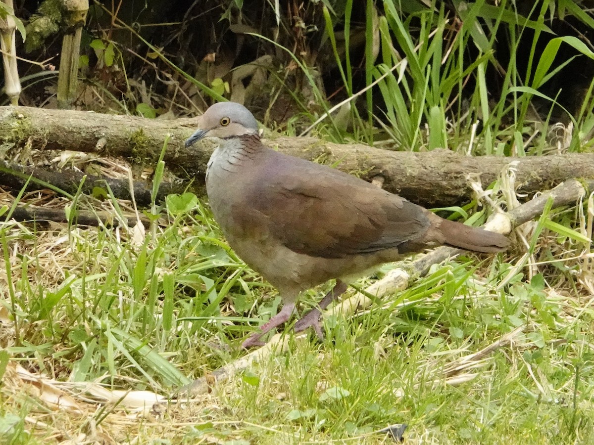 White-throated Quail-Dove - ML624433558