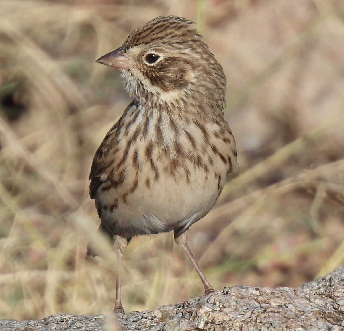 Vesper Sparrow - ML624433624