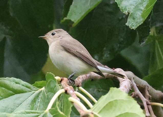 Red-breasted Flycatcher - Xavi Larruy brusi