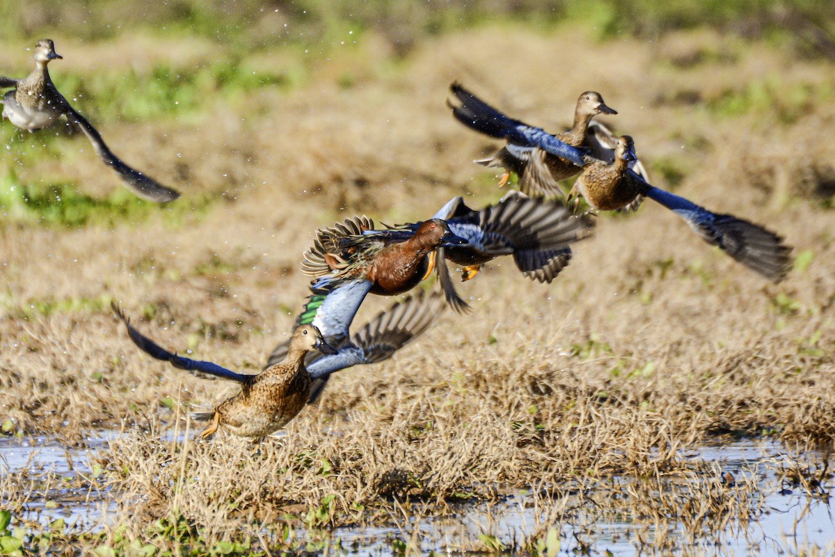 Cinnamon Teal - Patrick Maurice