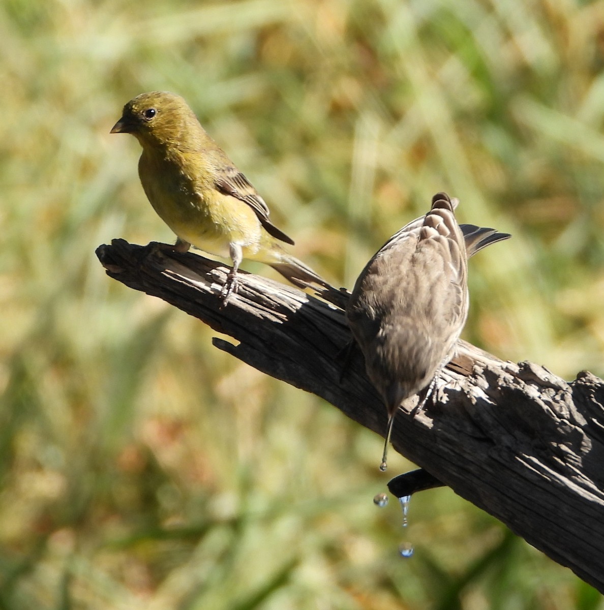 Lesser Goldfinch - ML624433798