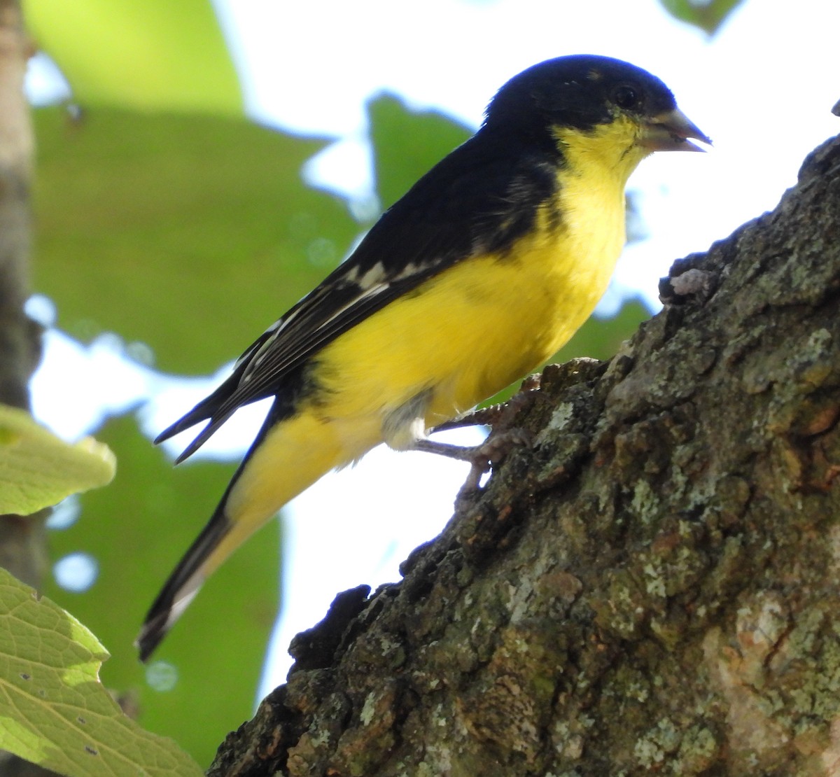 Lesser Goldfinch - ML624433799