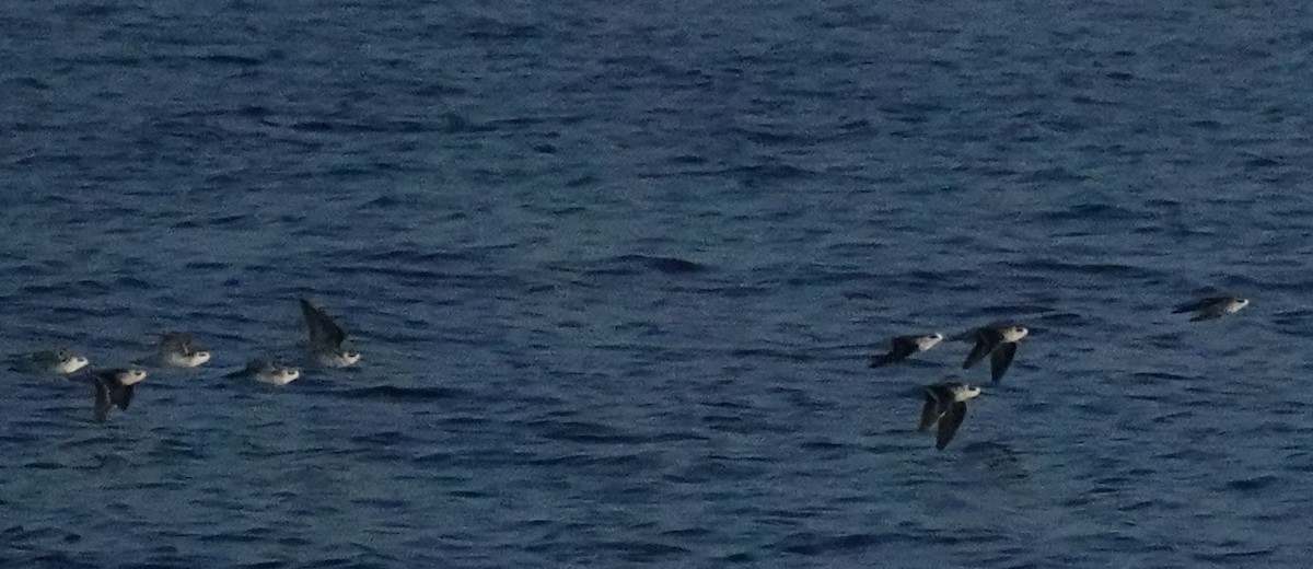 Red-necked Phalarope - ML624433974