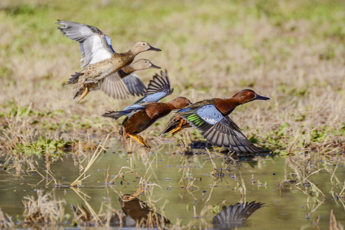 Cinnamon Teal - Patrick Maurice